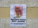20130522-005-propala-koshka